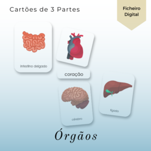 Órgãos do Corpo Humano - Cartões de 3 Partes